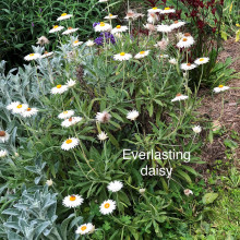 Everlasting daisy grown by Brenda
