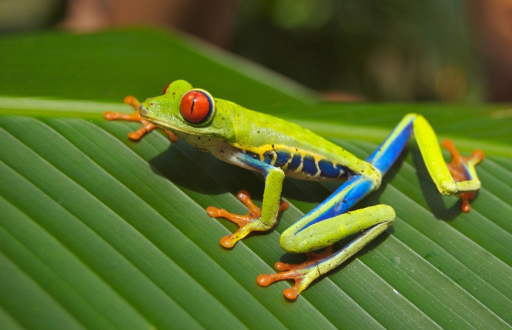 Love me like a Reptile - Hoppers Crossing Library