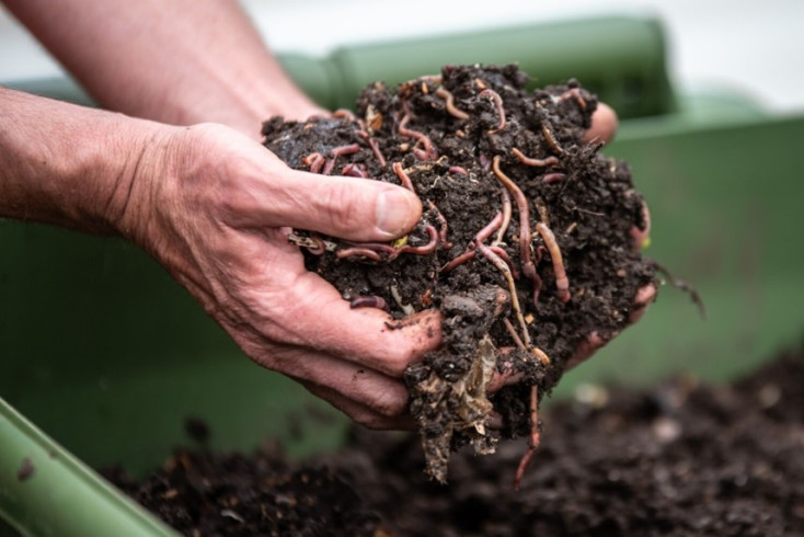 Hand holding compost with worms
