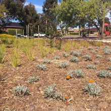 Park Upgrade