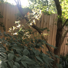 The sun shining through trees above a wooden fence