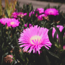 Pink flowers