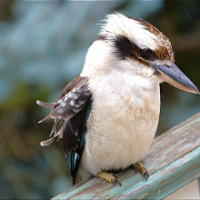 A kookaburra on a fence