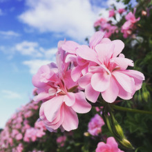 Pink blossoms