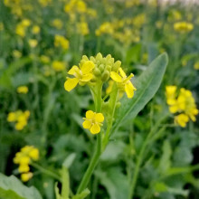Small yellow flowers on green plants