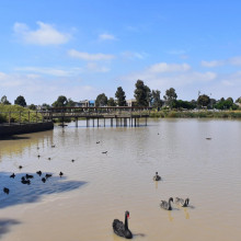 Black swans in shallow water