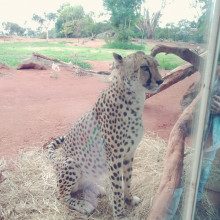 A cheetah sitting