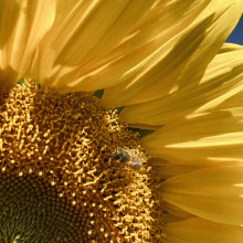 Closeup on a sunflower