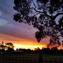 Sunset with a large tree