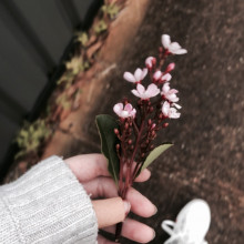 A hand holds some pink blossom