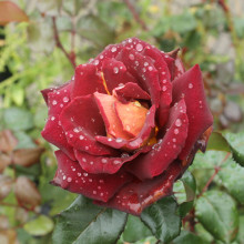 Kalysha Danvers - Red Rose