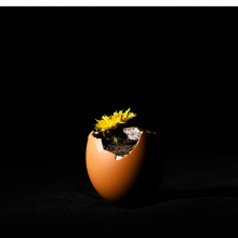 Kenodh Gamanayake - Flower in Egg