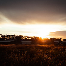 Zion Mikaere - As the rooster calls, the sun answers