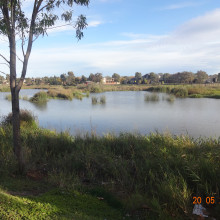 Ella Greaves - The wetlands