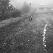 Natasza Evans-Wegrzyn - Fox in fog