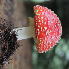 Riley Vawser - Fiery Fairy Forest Fungi