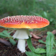 Lauren Vawser - Pushing Up Toadstools