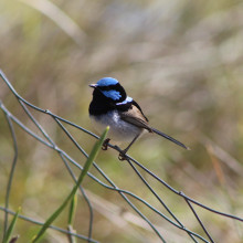 Tarnia Fedele - Werribee Zoo - Unseen wildlife