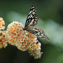 Emily Jones Butterfly