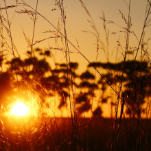 Way Out West Prize Elianah Bogoevska   Remaining grasslands of Wyndham