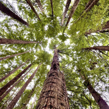 Rija Saeed - The Redwoods of Great Otway National Park Victoria