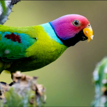 Tarasvi Puri - The Colours of natural beauty (Plum headed parakeet)