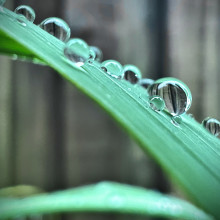 Srishti Pathak - Water Droplets