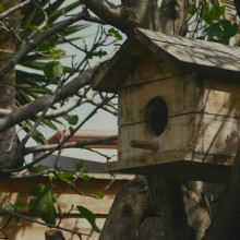 Taleea Limbrick - un maison d'oiseau dans le jardin