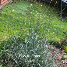 Billy button bush grown by Brenda