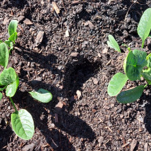 Spinach grown by Sarah