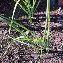 Spring onions grown by Sarah