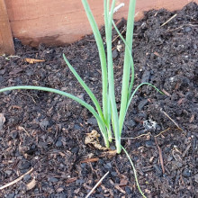 Spring onions grown by Sarah