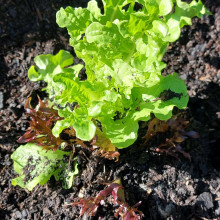 Lettuce grown by Sarah