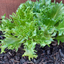 Lettuce grown by Sarah