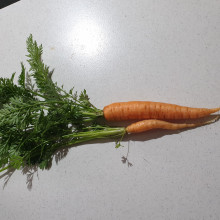 Carrots grown by Veronica