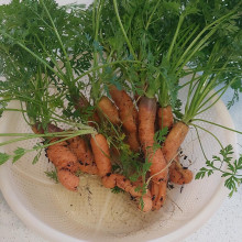 Carrots grown by Sarah