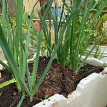 Leeks grown by Margaret