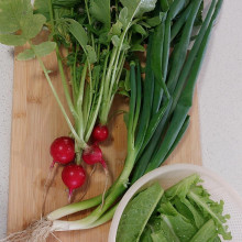 Radishes, spring onions, and lettuce grown by Sarah