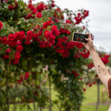 State Rose & Garden Show 2022 