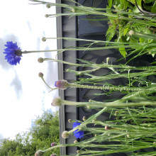 Cornflower grown by Sandra