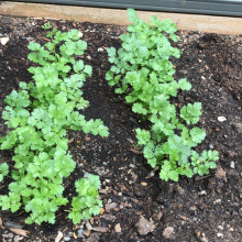 Coriander grown by Supriya