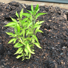 Green Chillis grown by Supriya