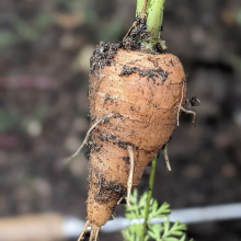 Carrot grown by Vaishnavi