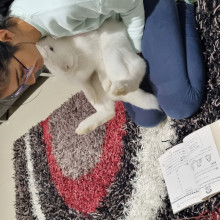 Pihu reading to Miffy