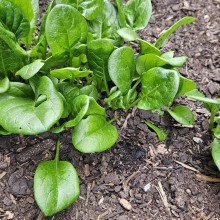 Spinach grown by Sarah