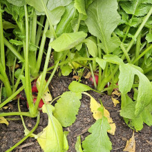 Champion radish grown by Sarah