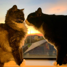 Emaan age 10. Feline Friends at the Sunset