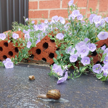 Chloe age 7. From my garden