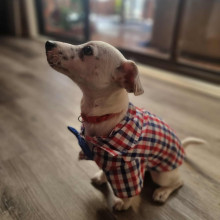 Emily age 10. My Puppy