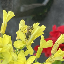 Lev. Age 8. Honeybee Lev. Age 8. Honeybee